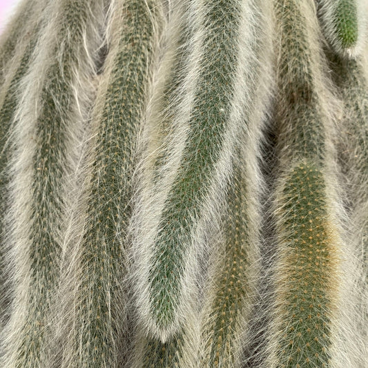 Monkey Tail Cactus in Hanger - Ladybird Nursery