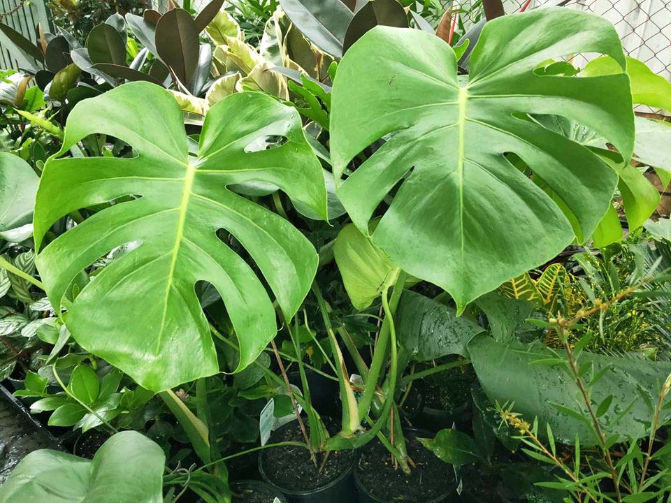 Monstera Deliciosa (Fruit Salad Tree) - Ladybird Nursery