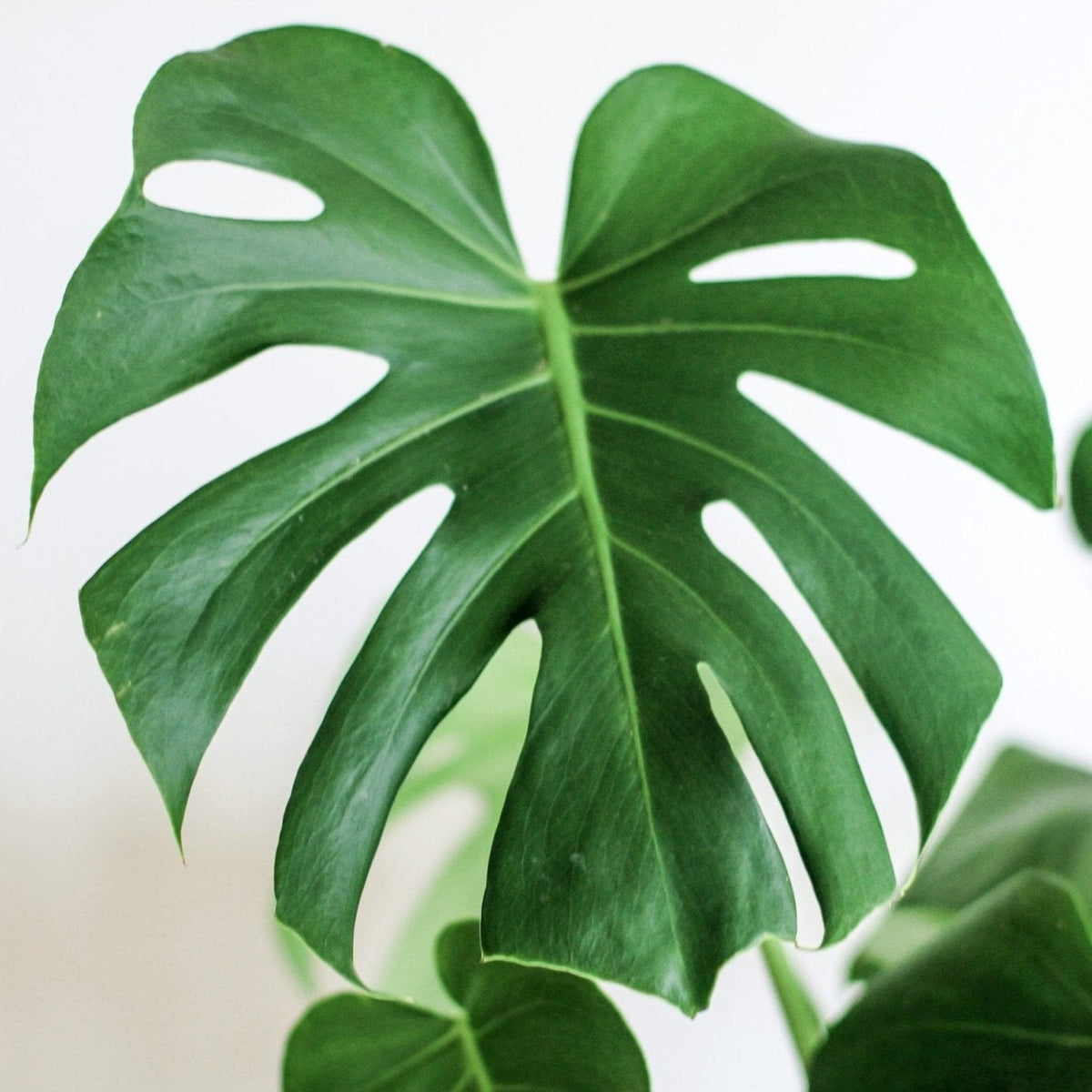 Monstera Deliciosa (Fruit Salad Tree) - Ladybird Nursery