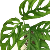 Swiss Cheese Plant (Monstera acuminata)