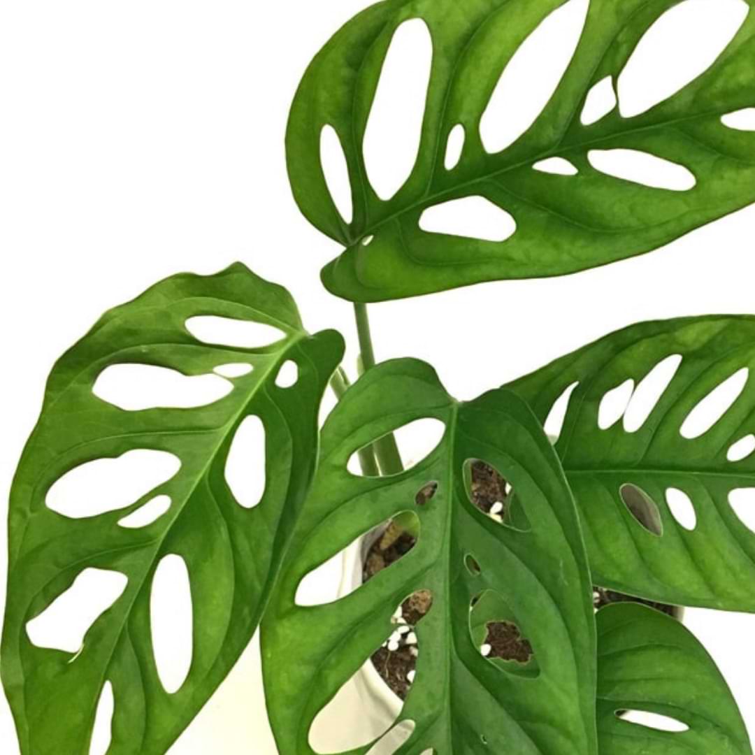 Swiss Cheese Plant (Monstera acuminata) - Ladybird Nursery