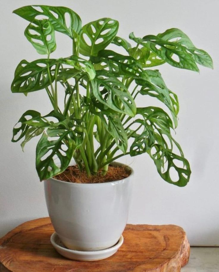Swiss Cheese Plant (Monstera deliciosa)