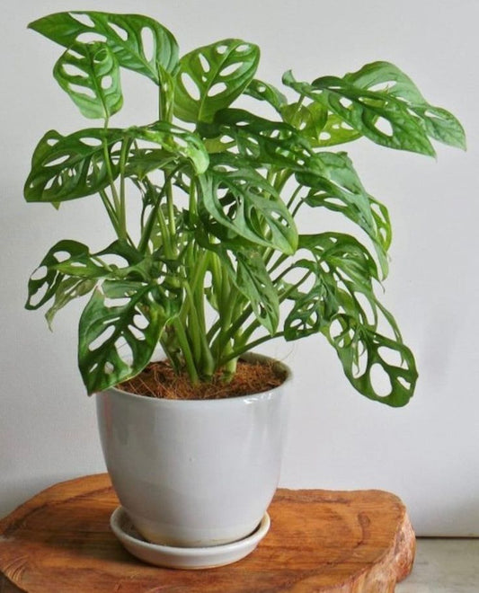 Swiss Cheese Plant (Monstera deliciosa)