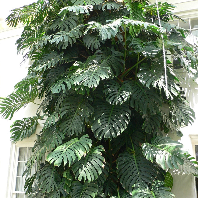 Monstera Fruit Salad Tree