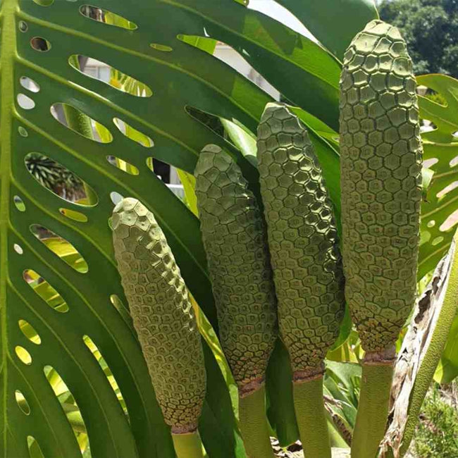 Monstera Fruit Salad Tree