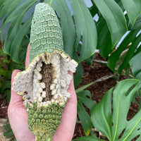 Monstera Fruit Salad Tree