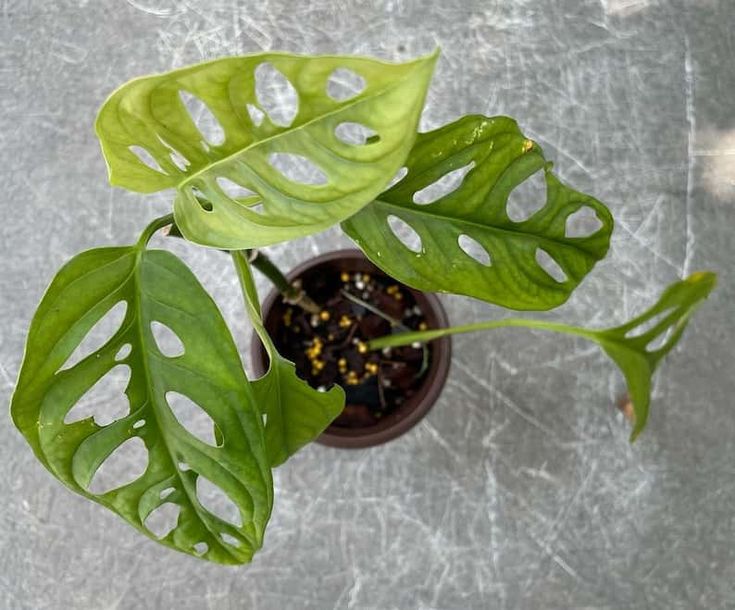 Swiss Cheese Plant (Monstera lechleriana) - Ladybird Nursery