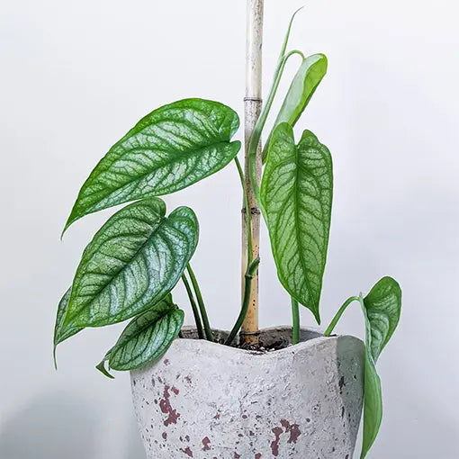 Swiss Cheese Plant El Salvador (Monstera siltepecana)