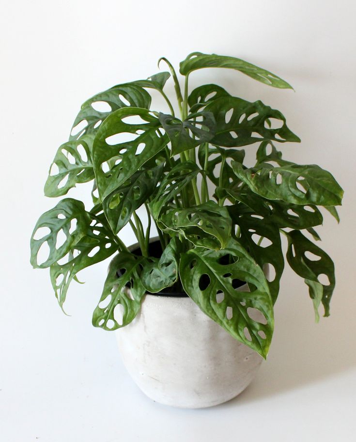 Swiss Cheese Plant (Monstera adansonii)