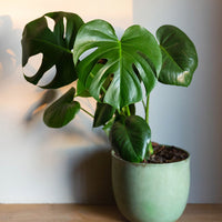 Swiss Cheese Plant Tauerii (Monstera deliciosa)