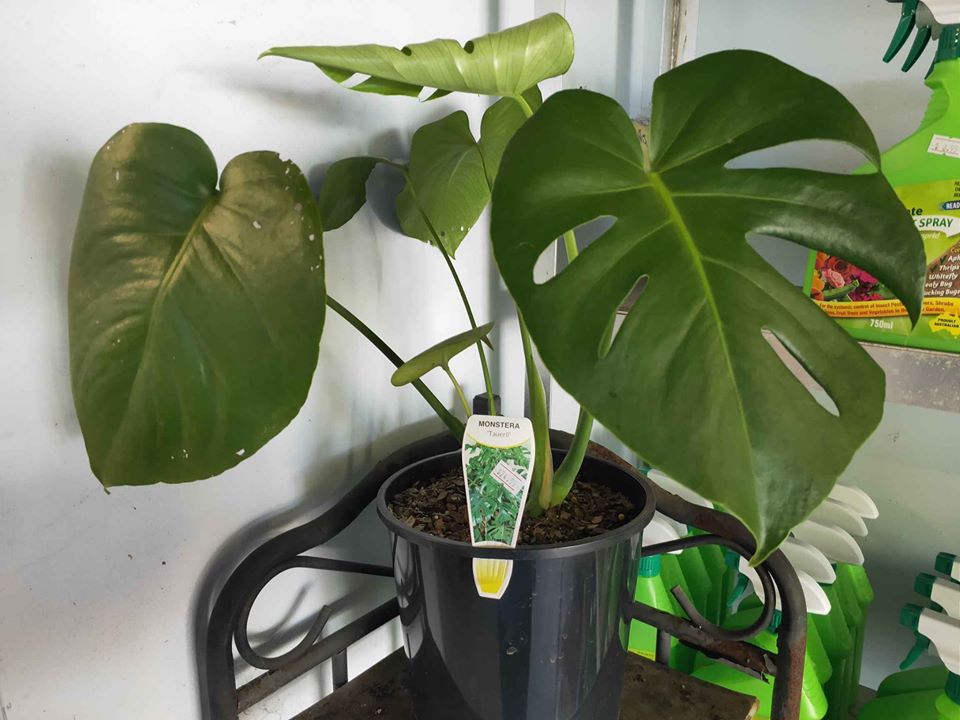 Monstera Taureii - Ladybird Nursery