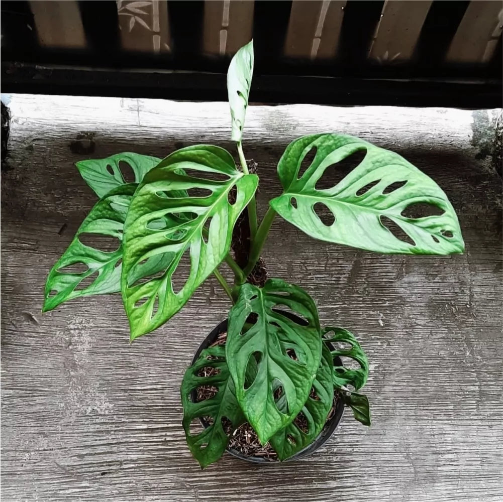 Swiss Cheese Plant (Monstera acuminata)