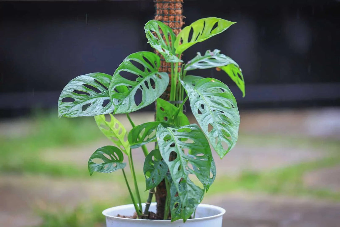 Swiss Cheese Plant (Monstera acuminata) - Ladybird Nursery