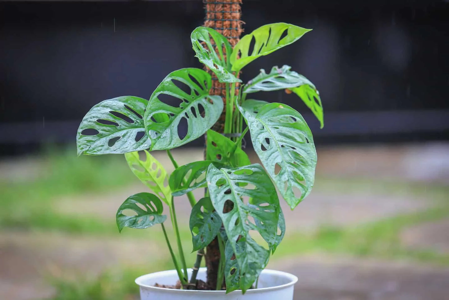 Swiss Cheese Plant (Monstera acuminata)