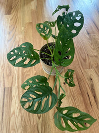 Swiss Cheese Plant (Monstera adansonii)