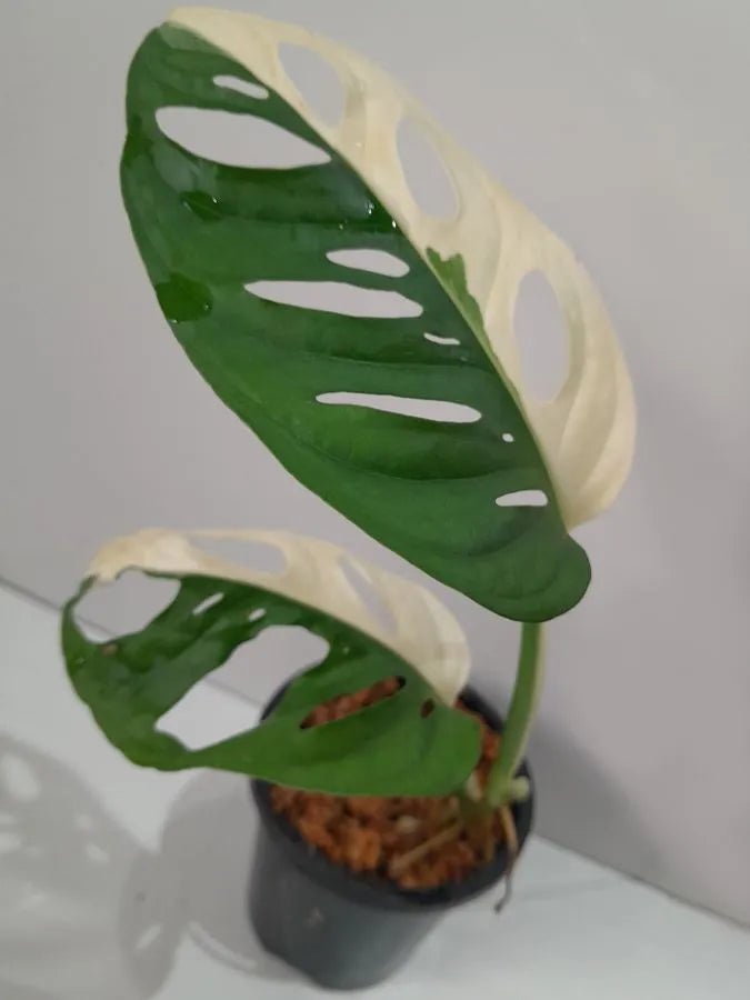 Swiss Cheese Plant Totem poles (Monstera adansonii) - Ladybird Nursery