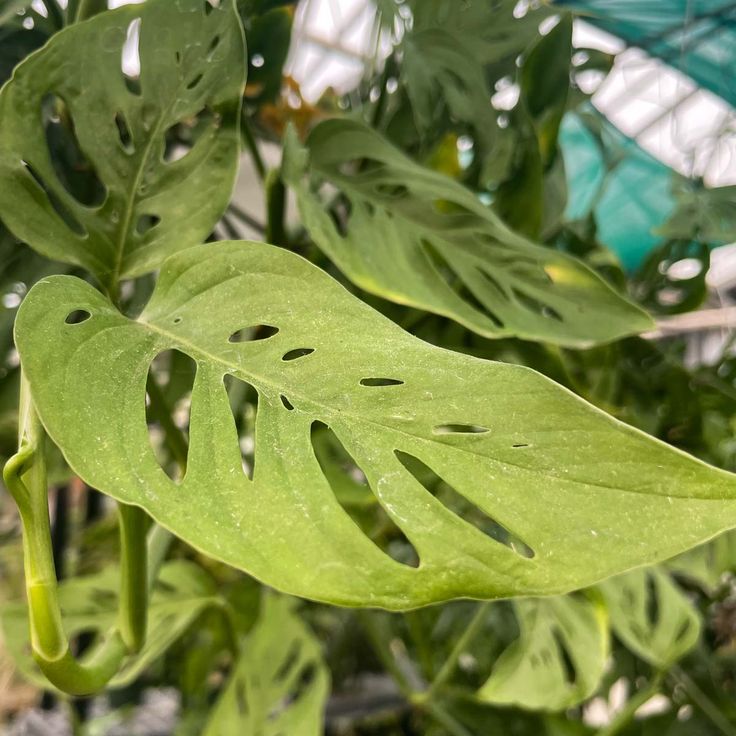 Swiss Cheese Plant (Monstera adansonii)