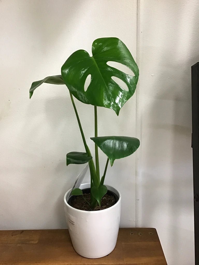 Monstera Deliciosa (Fruit Salad Tree) - Ladybird Nursery