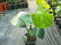 Monstera Deliciosa (Fruit Salad Tree) - Ladybird Nursery