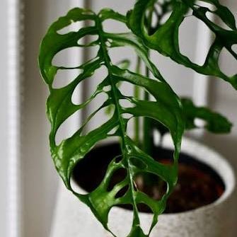 Monstera 'Peru' (Monstera Obliqua Peru Form) - Ladybird Nursery