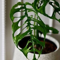 Monstera 'Peru' (Monstera Obliqua Peru Form) - Ladybird Nursery