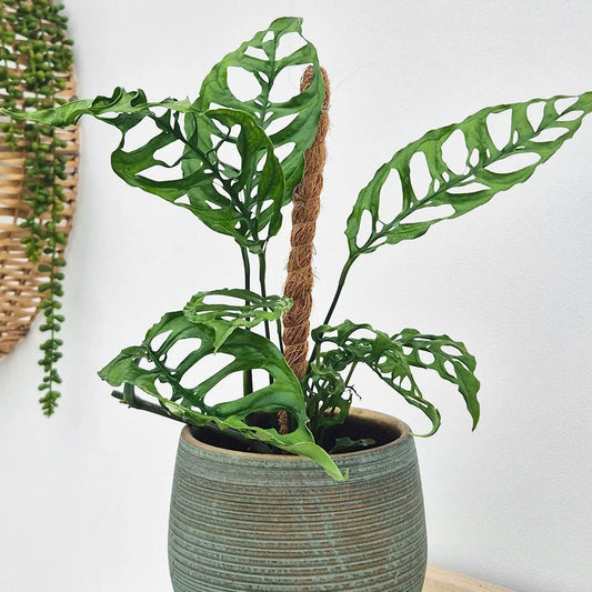 Monstera 'Peru' (Monstera Obliqua Peru Form) - Ladybird Nursery