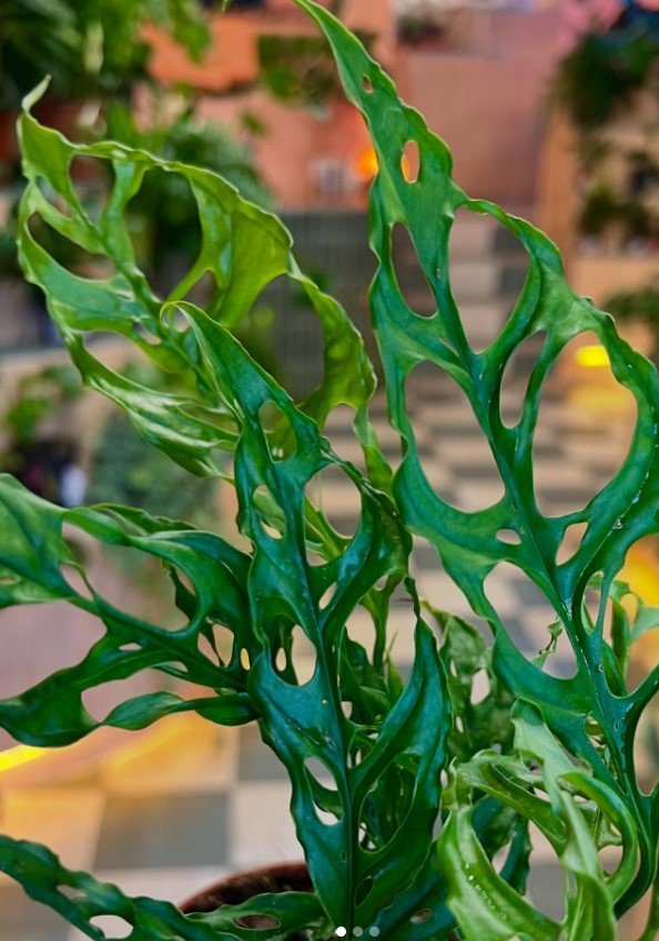 Monstera 'Peru' (Monstera Obliqua Peru Form) - Ladybird Nursery
