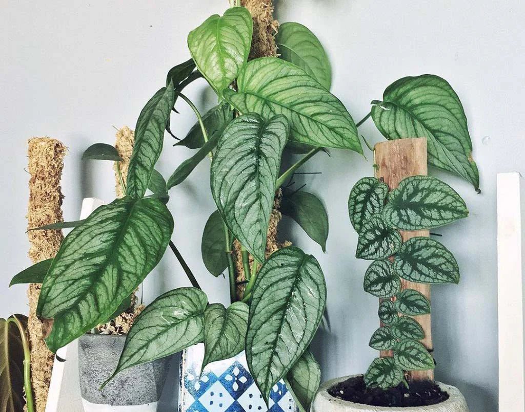 Swiss Cheese Plant El Salvador (Monstera siltepecana) - Ladybird Nursery