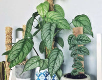 Swiss Cheese Plant El Salvador (Monstera siltepecana) - Ladybird Nursery