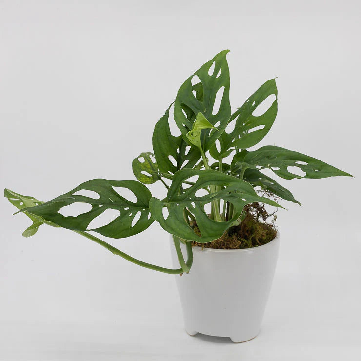 Swiss Cheese Plant Totem poles (Monstera adansonii)