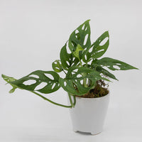 Swiss Cheese Plant Totem poles (Monstera adansonii)