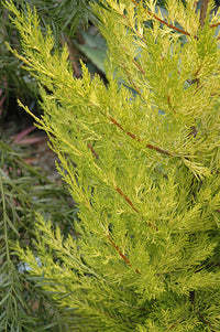 Monterey Cypress Aurea (Cupressus macrocarpa)