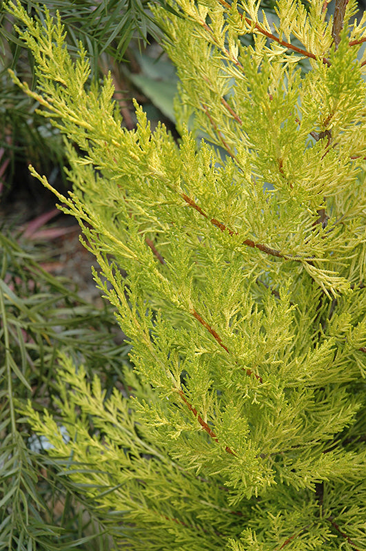 Monterey Cypress Aurea (Cupressus macrocarpa)