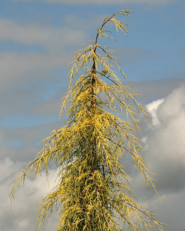 Monterey Cypress Aurea (Cupressus macrocarpa)