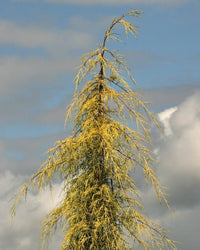 Monterey Cypress Aurea (Cupressus macrocarpa) - Ladybird Nursery