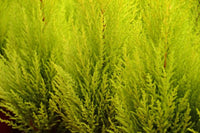 Monterey Cypress Aurea (Cupressus macrocarpa) - Ladybird Nursery