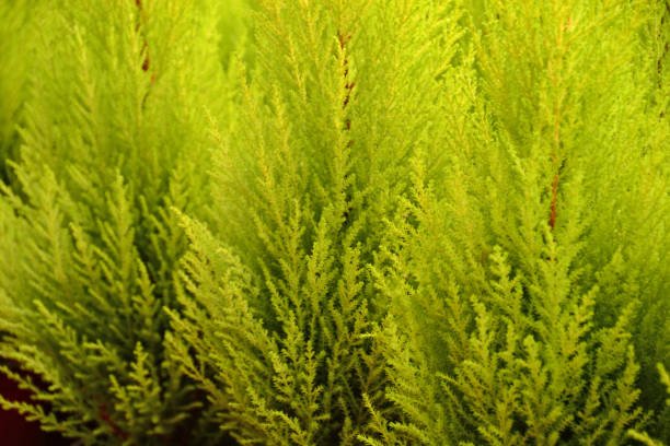 Monterey Cypress Aurea (Cupressus macrocarpa) - Ladybird Nursery