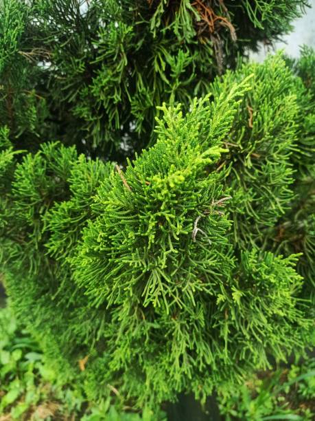 Monterey Cypress Aurea (Cupressus macrocarpa) - Ladybird Nursery