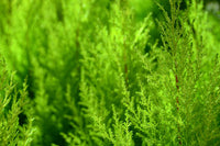 Monterey Cypress Aurea (Cupressus macrocarpa)