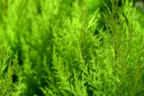 Monterey Cypress Aurea (Cupressus macrocarpa) - Ladybird Nursery