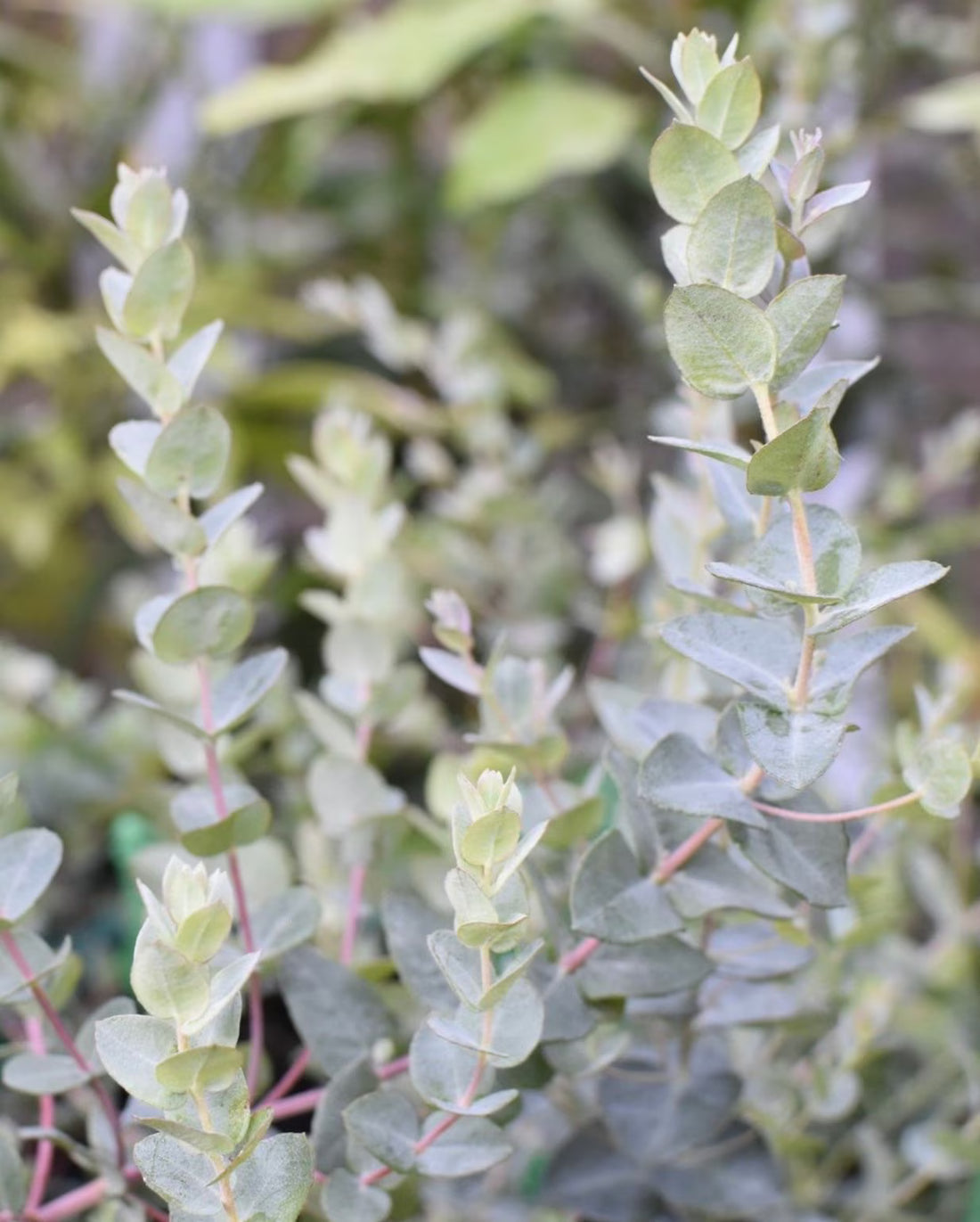 Eucalyptus 'Moon Lagoon' (Eucalyptus latens)