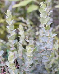Eucalyptus 'Moon Lagoon' (Eucalyptus latens)