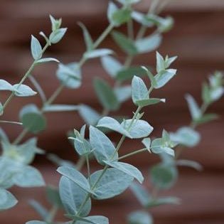 Eucalyptus 'Moon Lagoon' (Eucalyptus latens) - Ladybird Nursery