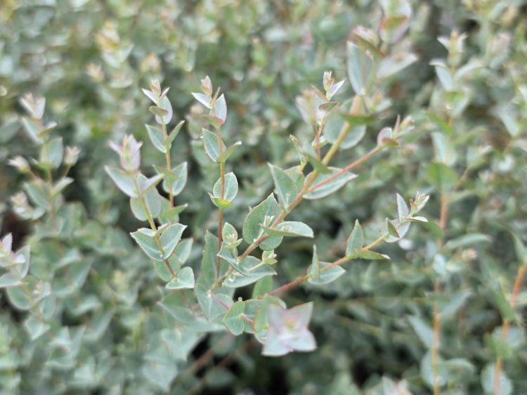 Eucalyptus 'Moon Lagoon' (Eucalyptus latens) - Ladybird Nursery