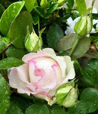 Rose 'Moonstone' (Hybrid Tea Rose) - Large - Ladybird Nursery