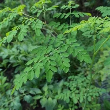 Drumstick Tree (Moringa oleifera) 200mm pot (PICKUP ONLY) - Ladybird Nursery
