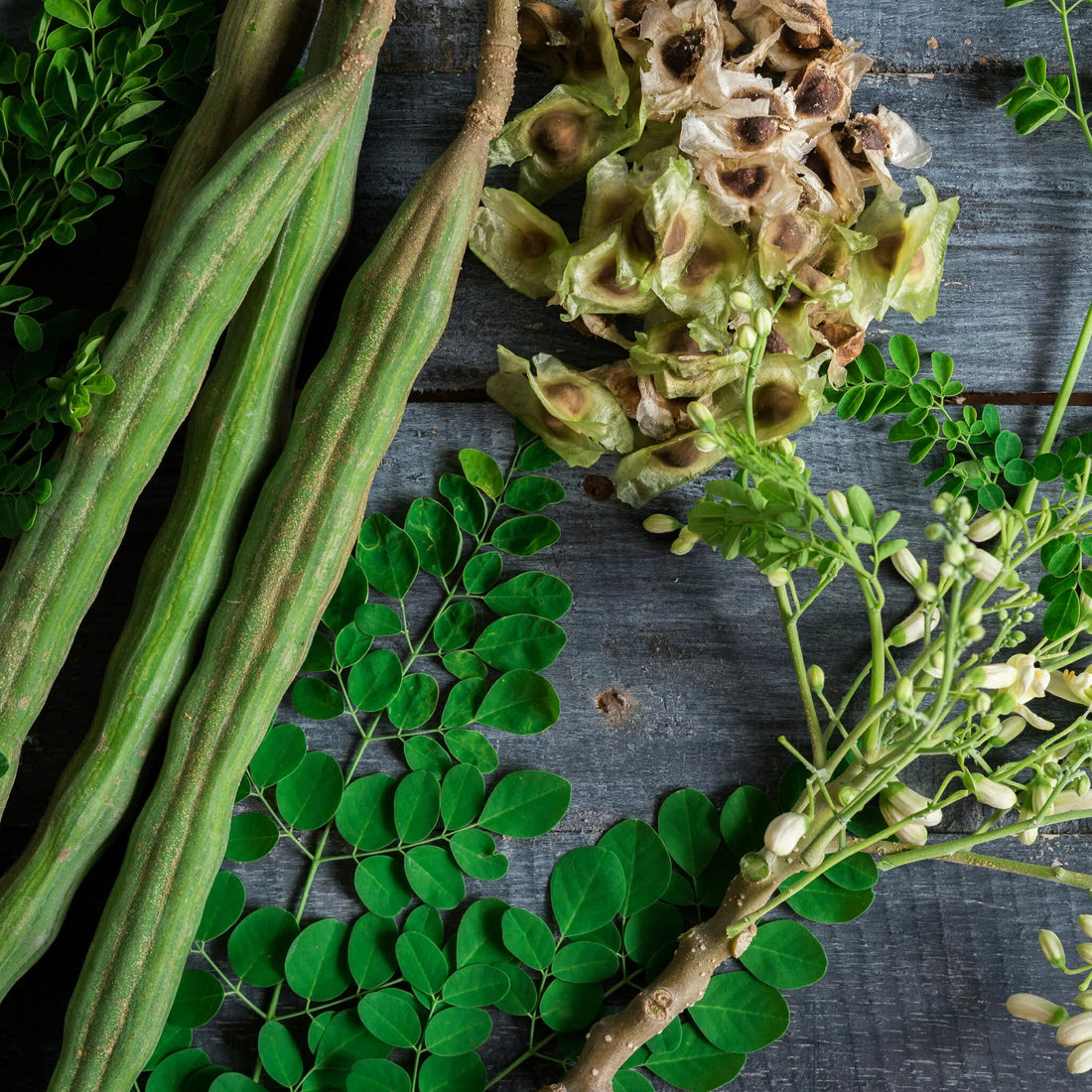 Drumstick Tree (Moringa Tree) 140mm pot - Ladybird Nursery