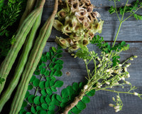 Drumstick Tree (Moringa Tree) 140mm pot