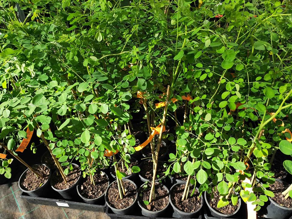 Drumstick Tree (Moringa Tree) 140mm pot