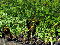Drumstick Tree (Moringa Tree) 140mm pot